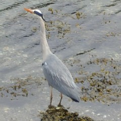 Lone Heron