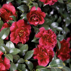 wouldyou(우주) - camellia (cover)