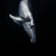 Whalesong