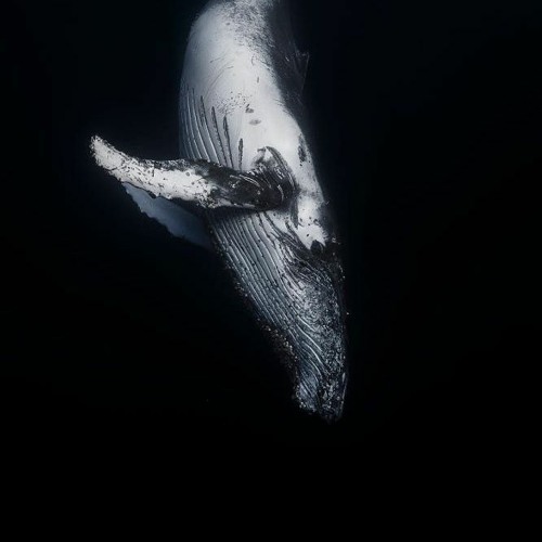 Whalesong