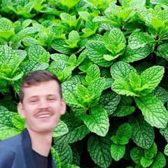 La Menthe