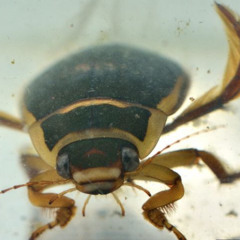 diving @fauxf6r (mix.me)