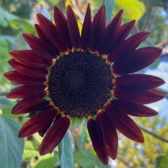 Grow