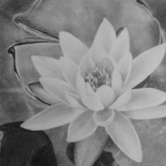 Water Lily