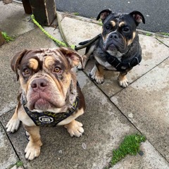 Unreleased BBCC 2023