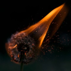 May the fire burn away all that you are not - Mooji