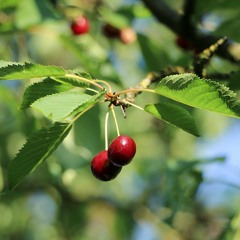 Red Cherry Trees