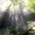 Artwork for Santuario Dawn In The Amazon