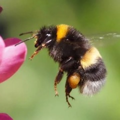 Snowy day: Studio track