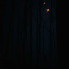 Through The Darkest Night