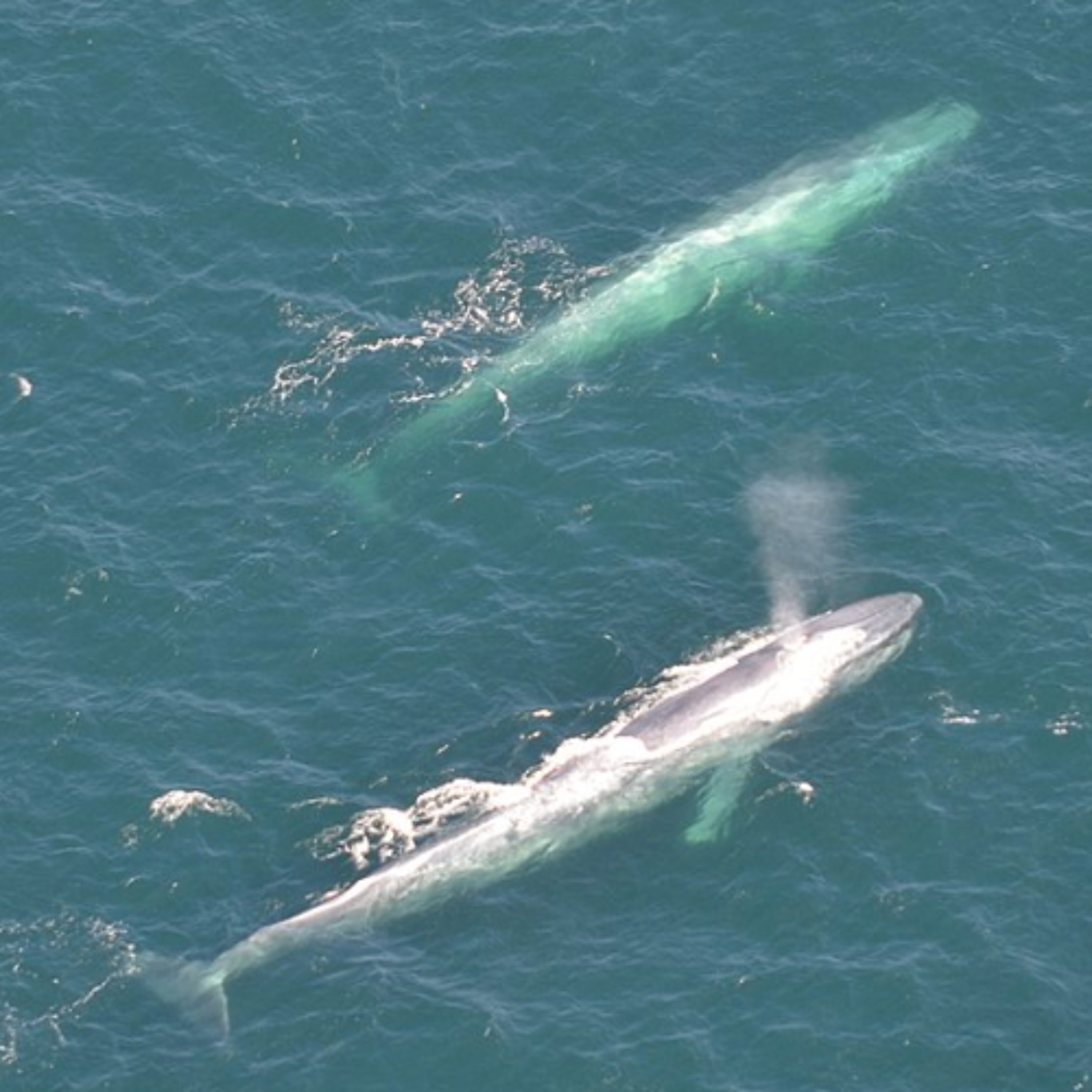 The Blue Whales Have Stopped Singing The Blue Whales Have Stopped Singing