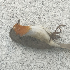 A Dead Bird Threat
