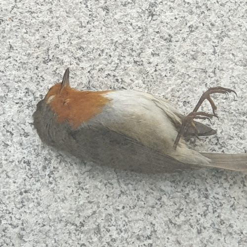 A Dead Bird Threat