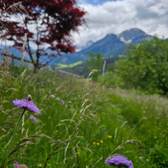Solstice Garden Mix @ Chateau d'Oex