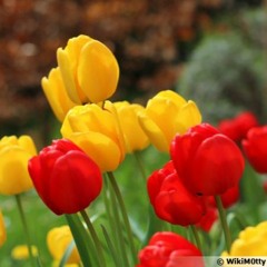 Tulipes jaunes tulipes rouges
