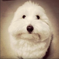 tewiq саня сдр