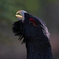 Capercaillie lek