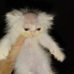 fade up hamza-feat-sch