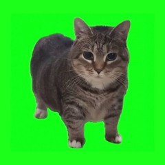 【Free DL】OIIA OIIA (Spinning Cat) (TKG Schranz Mix)