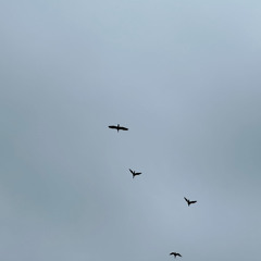 Rick (Toy Boat, Historic Cemetery)