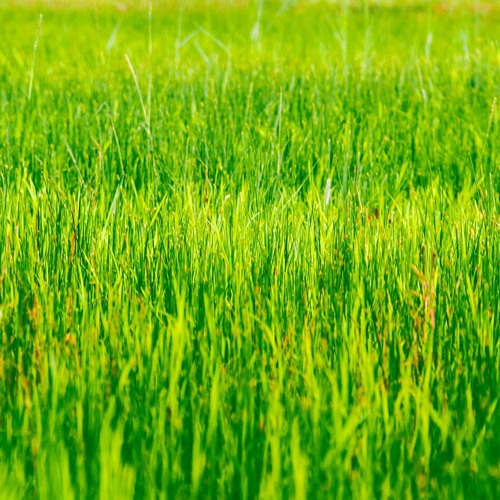 Partying On Grass Mix - Spring 2024