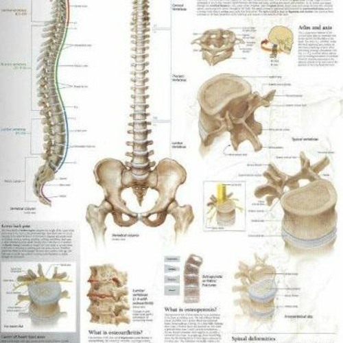 [GET] EBOOK 💖 Understanding the Spine chart: Laminated Wall Chart by  Scientific Pub