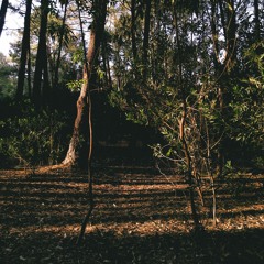 Sun Rays - llomanuel