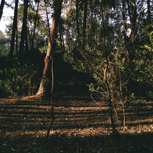 Sun Rays - llomanuel