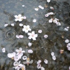 pls dont leave me(◞‸◟｡) @kirani