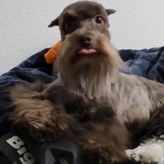 Mi perrito viejo