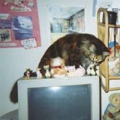 Catscats