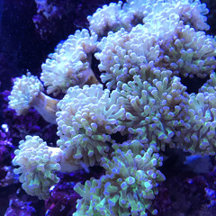 THE HOMIES FROM THE ZONE - ACROSS THE ROOM (PROD. LAV KAI)