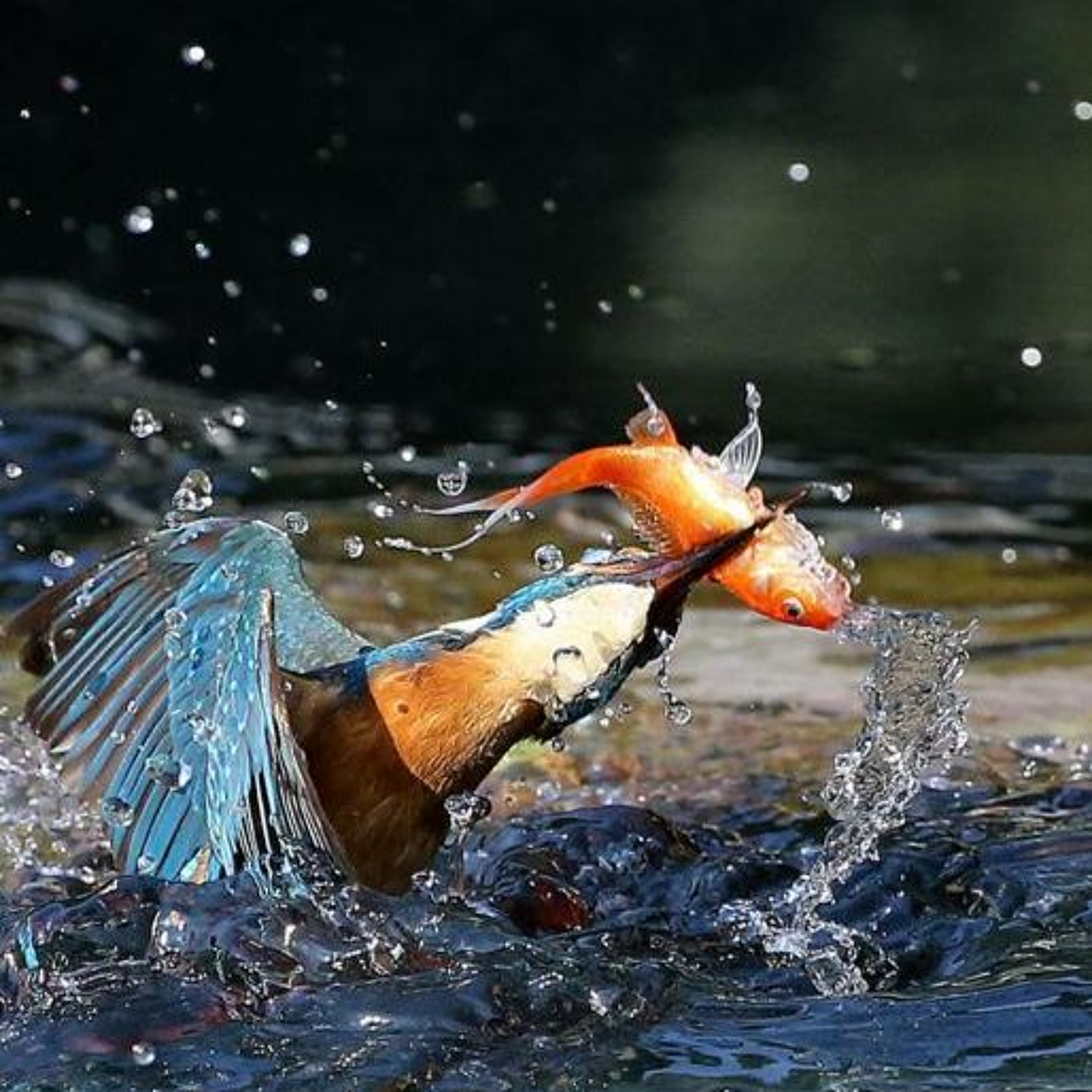 Rabino Eliahu Stiefelmann