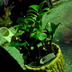 A Goddess’ Epiphany freestyle (2024)