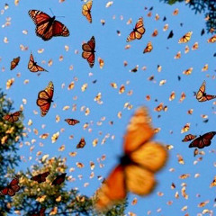 birds (rough) prod. windter beats