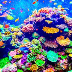coral shuffle_20220707