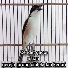 Cendet Gacor Isian Gereja Tarung Ciblek Dan Kenari (Remastered 2023)