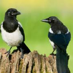 Magpies