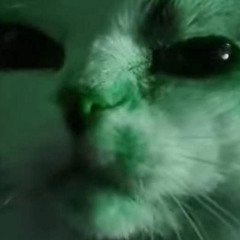 OIIA (Spinning Cat Meme)