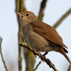 Nightingale bird song at night - Oise, France