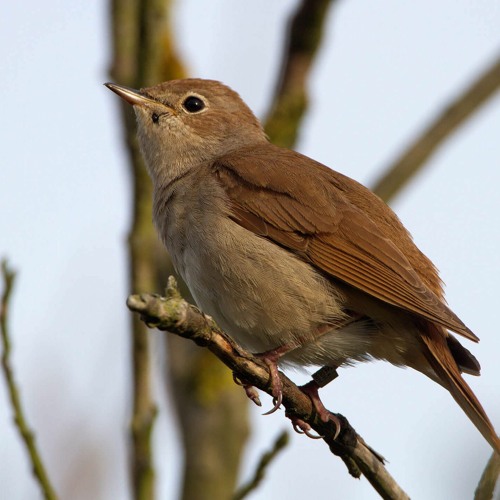 Bird-Call Nightingale