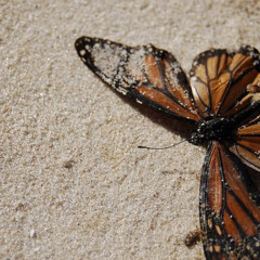 Dead Butterfly