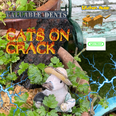 CATS ON CRACK