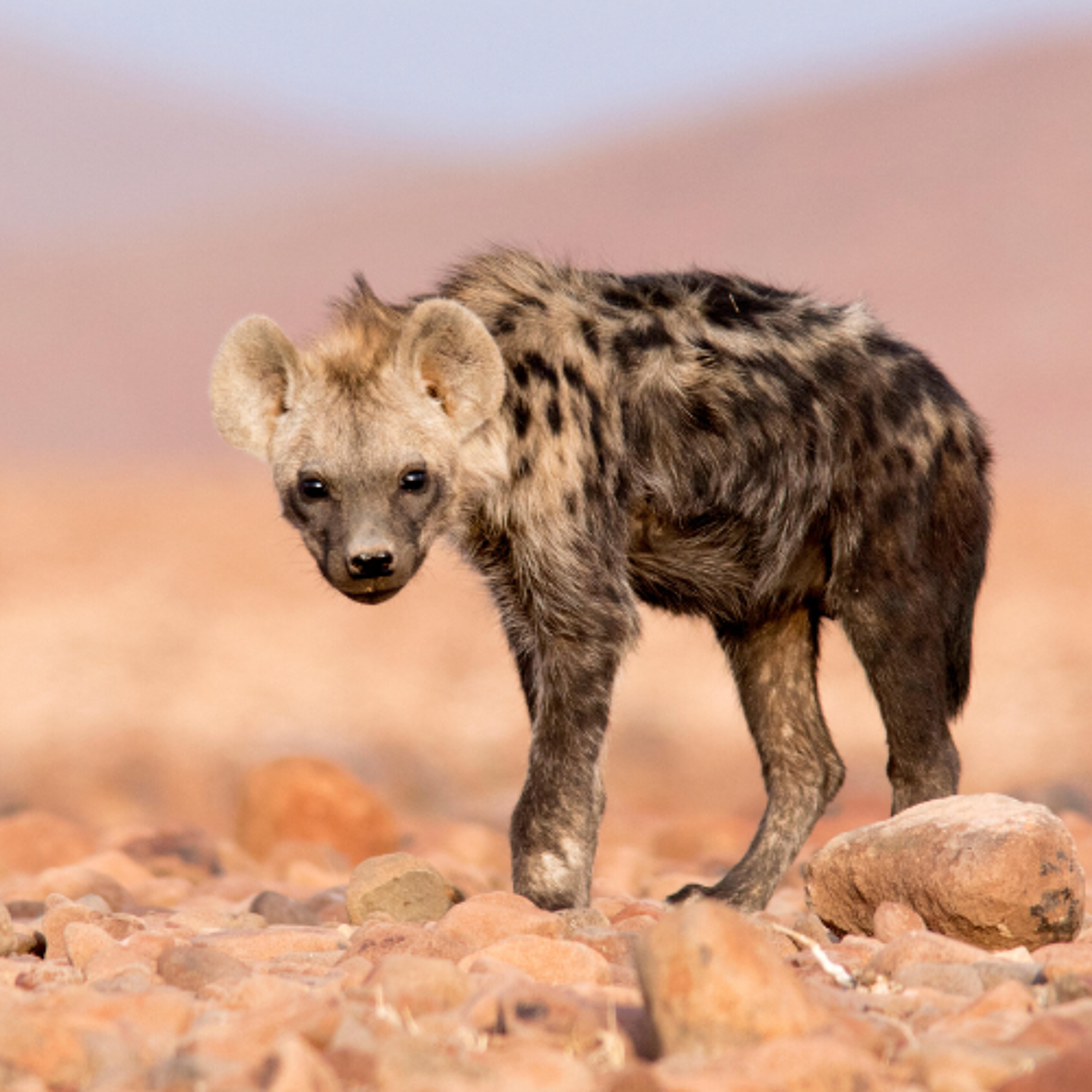 A Spotted Hyena Turns Up in Egypt After a 5000 years! episode artwork