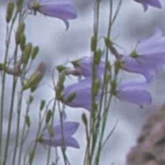 Chamadas Perdidas  (Por que voce nao me atende?)