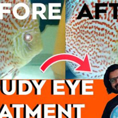 Best Treatment For Cloudy Eye In Fish Reviews