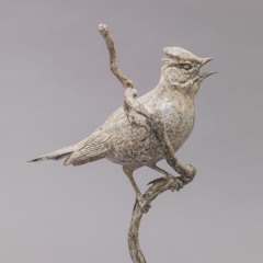 Curlew
