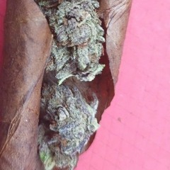 🔥🌳💨