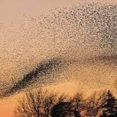 Murmuration