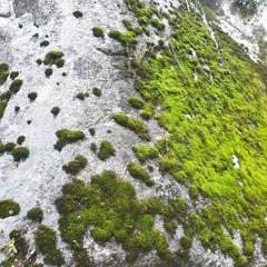 Mistareez - June 2022